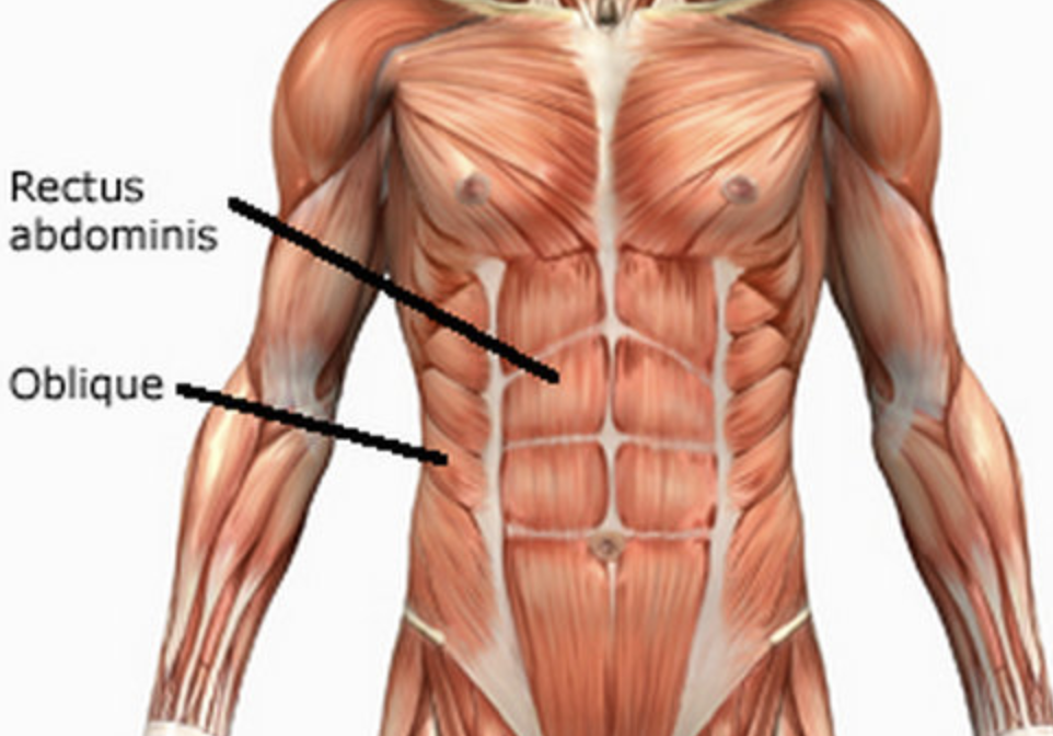 腹筋の解剖学